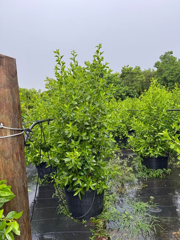 conocarpus-erectus-green-buttonwood
