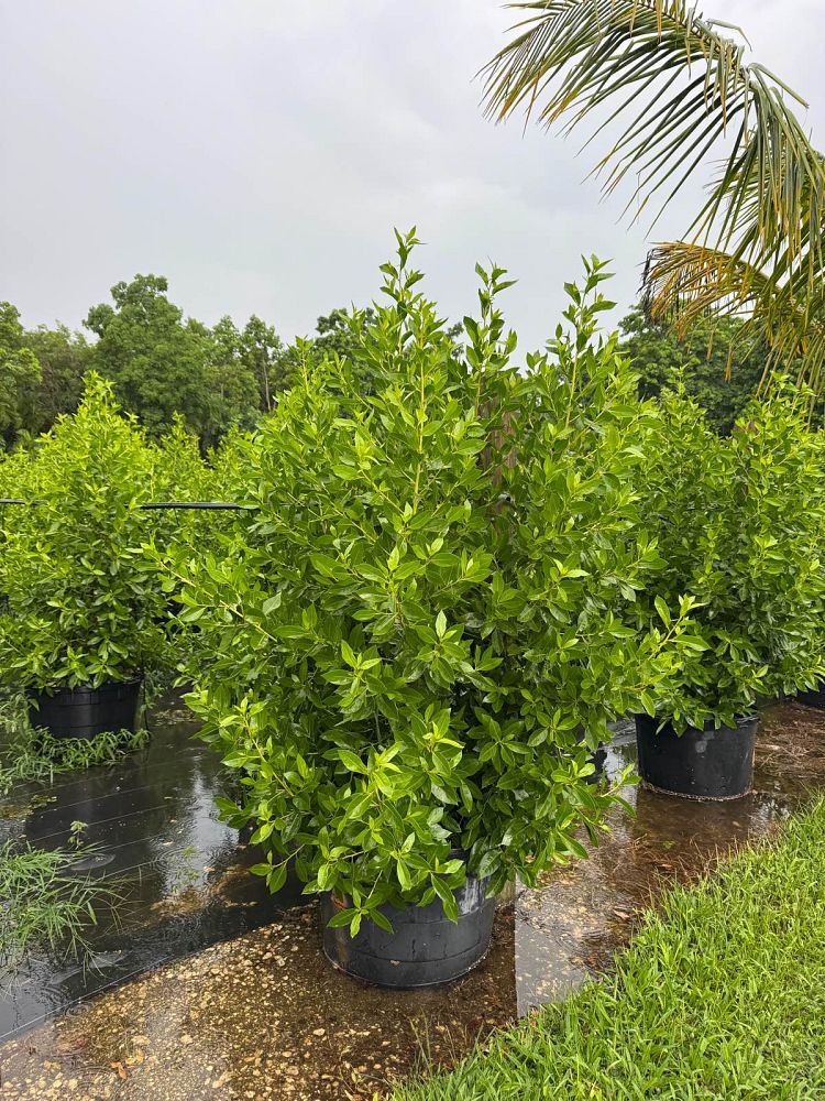 conocarpus-erectus-green-buttonwood