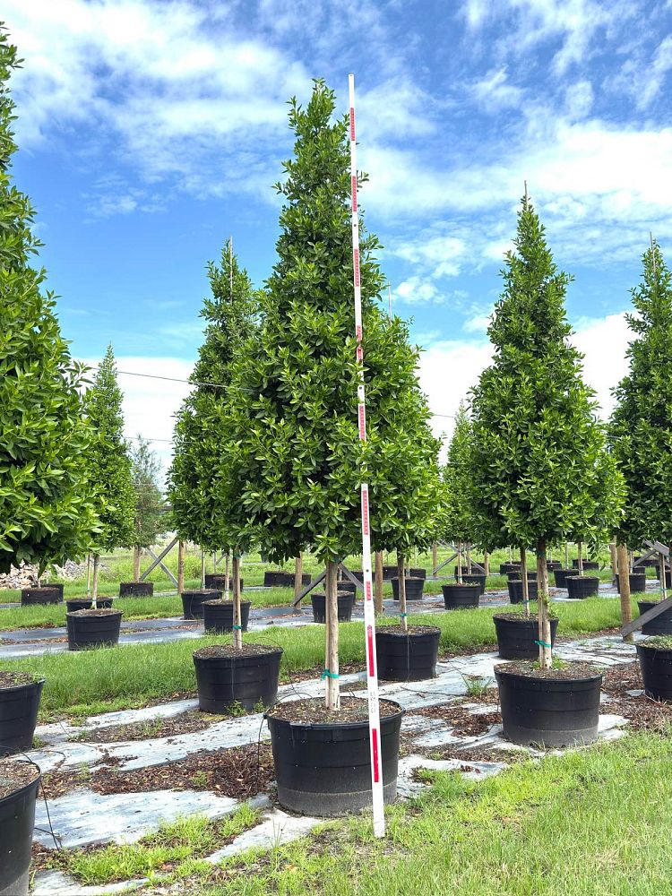 conocarpus-erectus-green-buttonwood