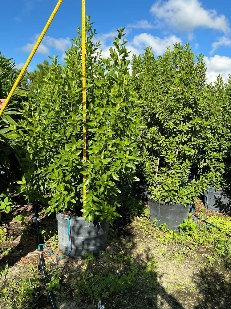 conocarpus-erectus-green-buttonwood