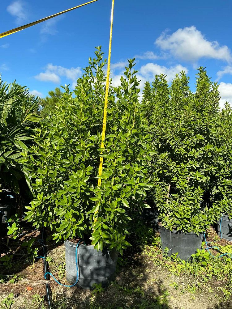 conocarpus-erectus-green-buttonwood