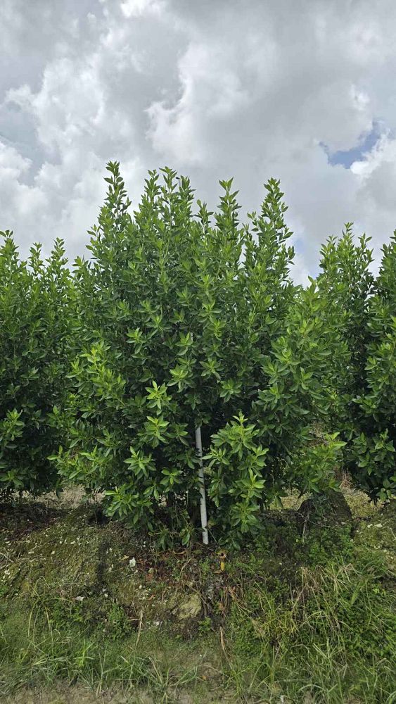 conocarpus-erectus-green-buttonwood