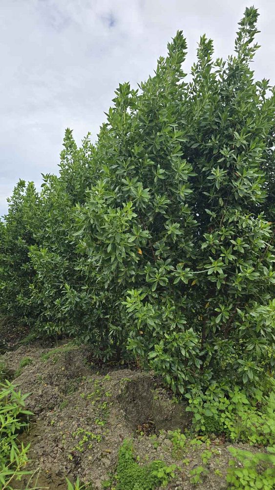 conocarpus-erectus-green-buttonwood