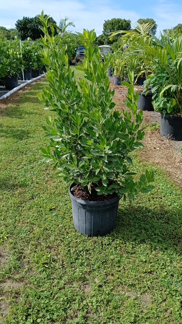 conocarpus-erectus-green-buttonwood