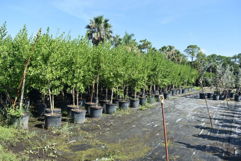 conocarpus-erectus-green-buttonwood