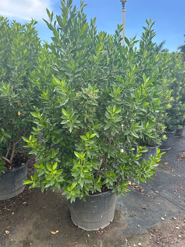 conocarpus-erectus-green-buttonwood