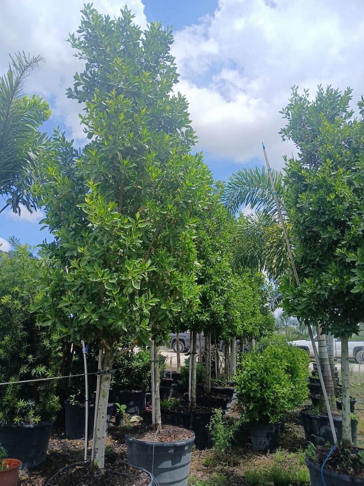 conocarpus-erectus-green-buttonwood