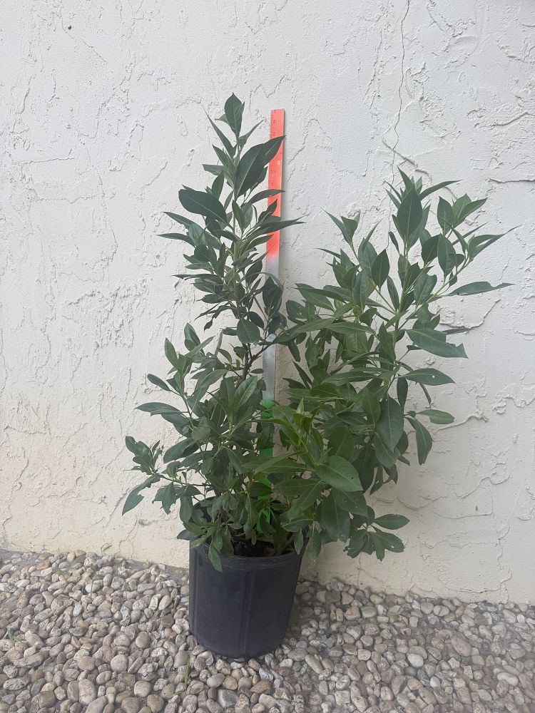 conocarpus-erectus-green-buttonwood