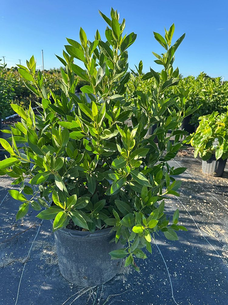 conocarpus-erectus-green-buttonwood