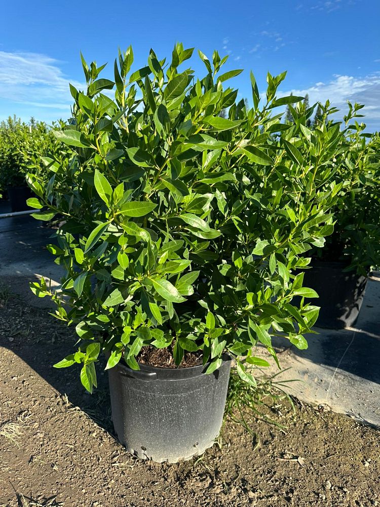 conocarpus-erectus-green-buttonwood