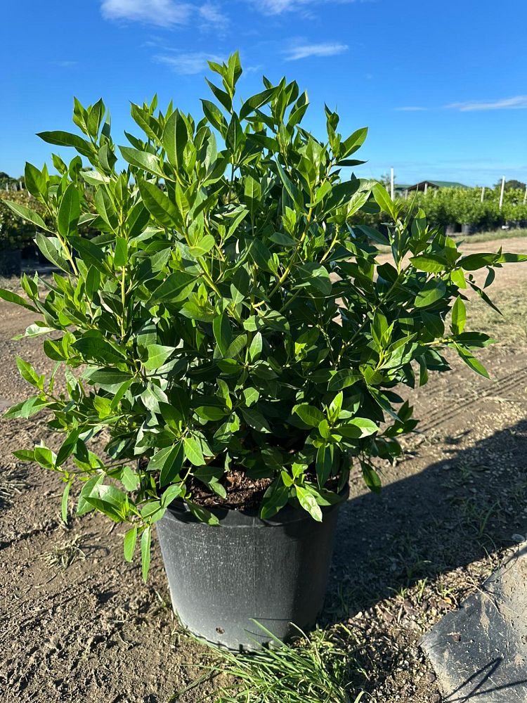 conocarpus-erectus-green-buttonwood