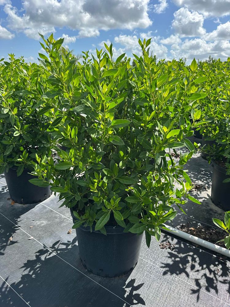 conocarpus-erectus-green-buttonwood