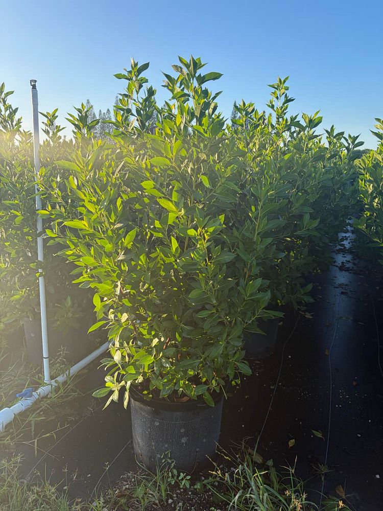 conocarpus-erectus-green-buttonwood