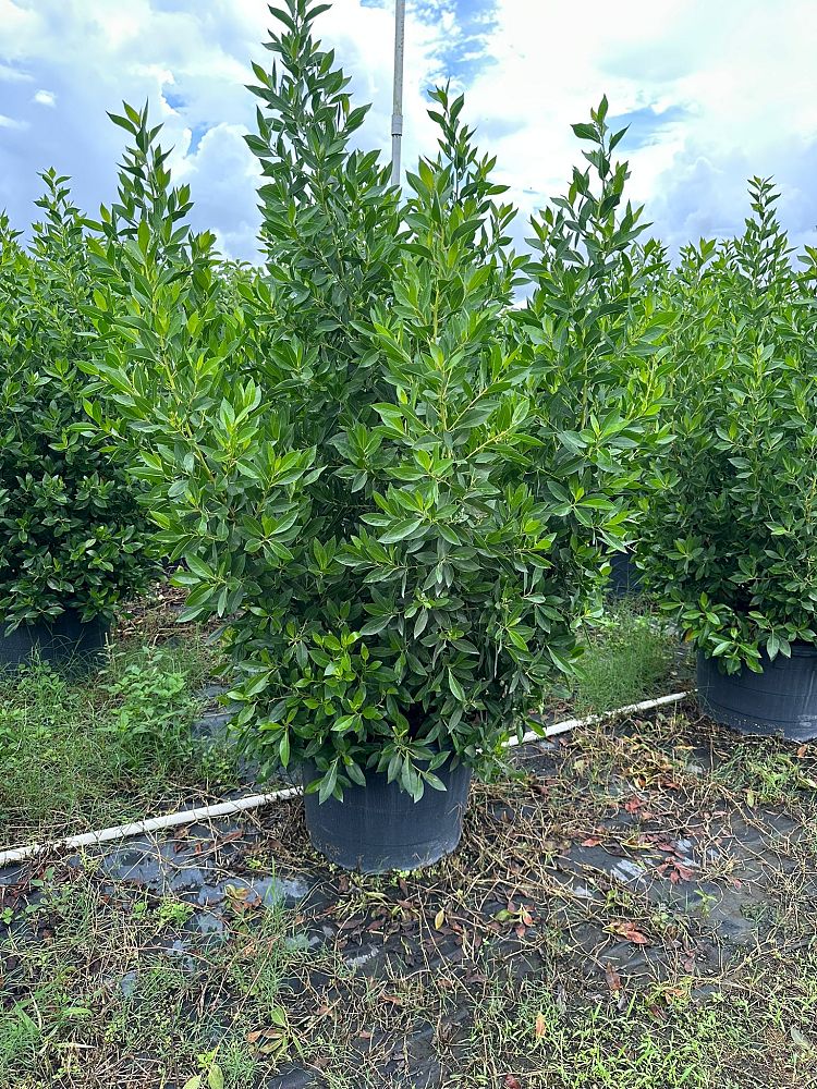 conocarpus-erectus-green-buttonwood