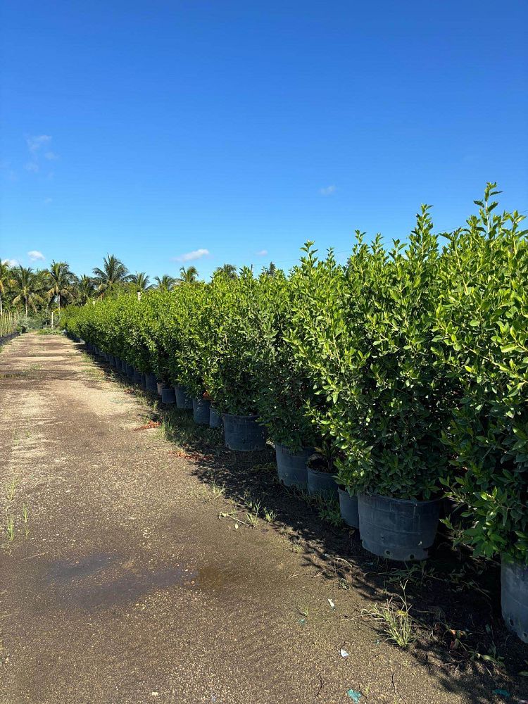conocarpus-erectus-green-buttonwood