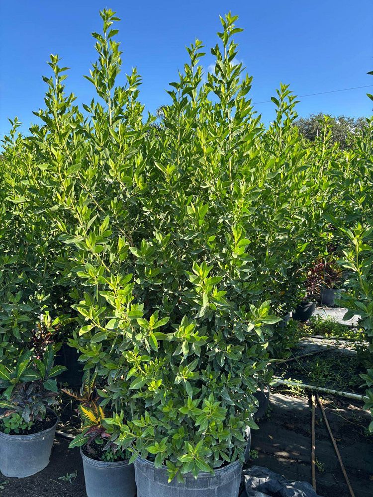 conocarpus-erectus-green-buttonwood