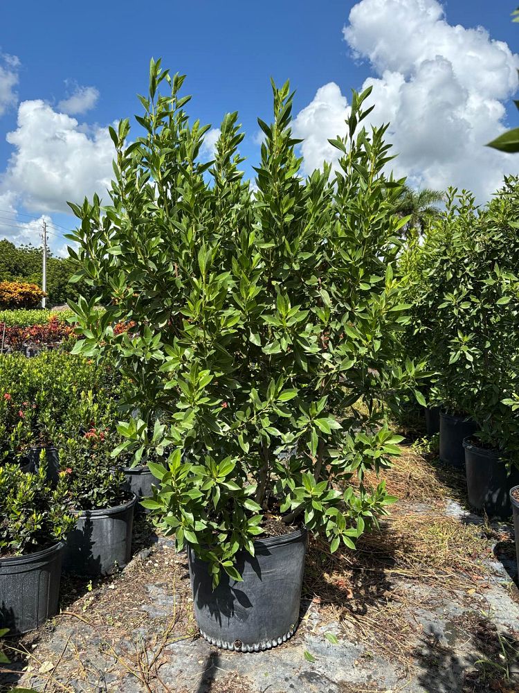 conocarpus-erectus-green-buttonwood