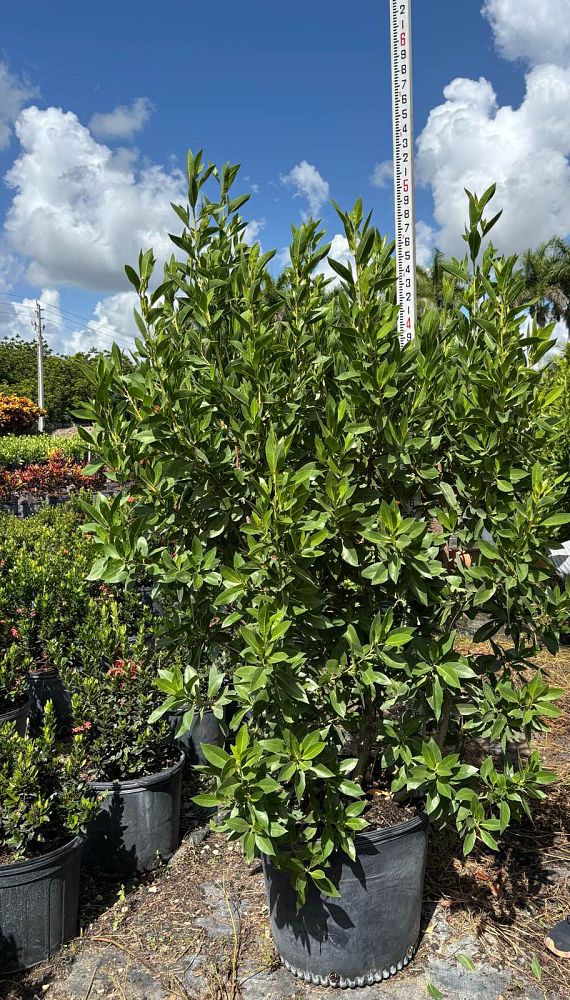 conocarpus-erectus-green-buttonwood