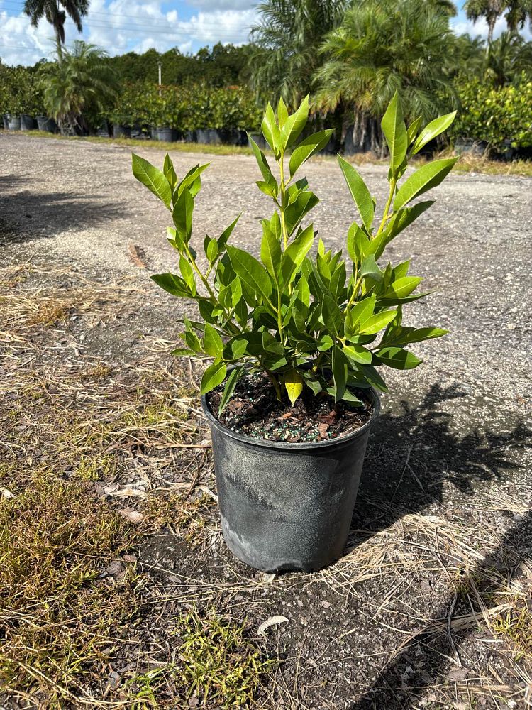conocarpus-erectus-green-buttonwood