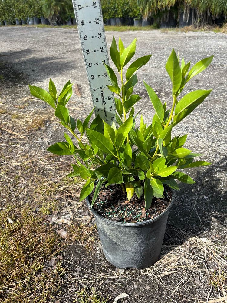 conocarpus-erectus-green-buttonwood