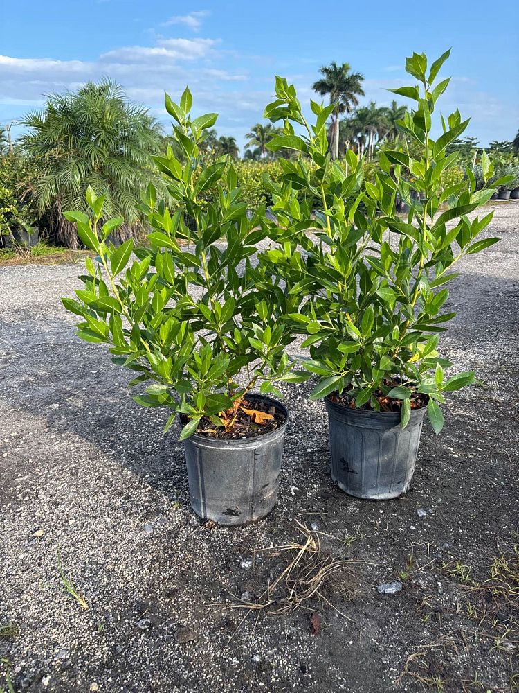 conocarpus-erectus-green-buttonwood