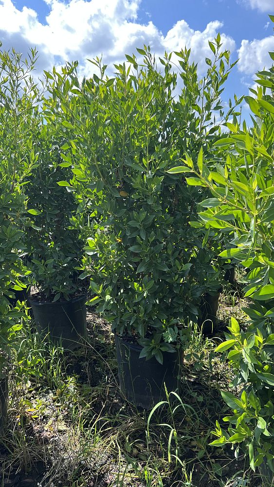 conocarpus-erectus-green-buttonwood