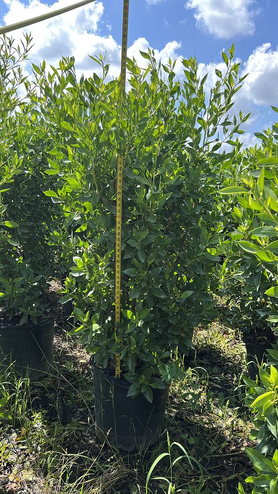 conocarpus-erectus-green-buttonwood