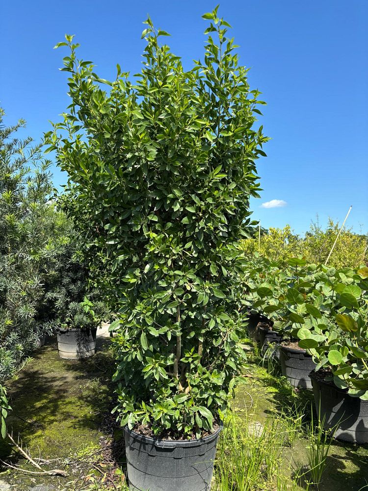 conocarpus-erectus-green-buttonwood