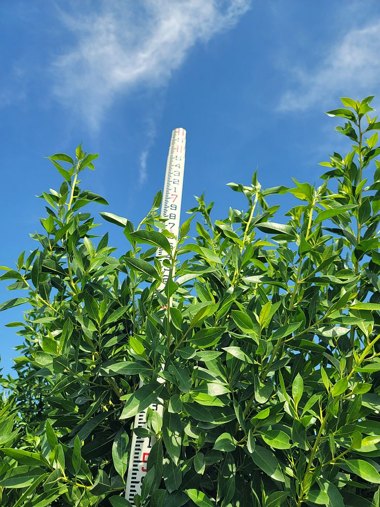 conocarpus-erectus-green-buttonwood