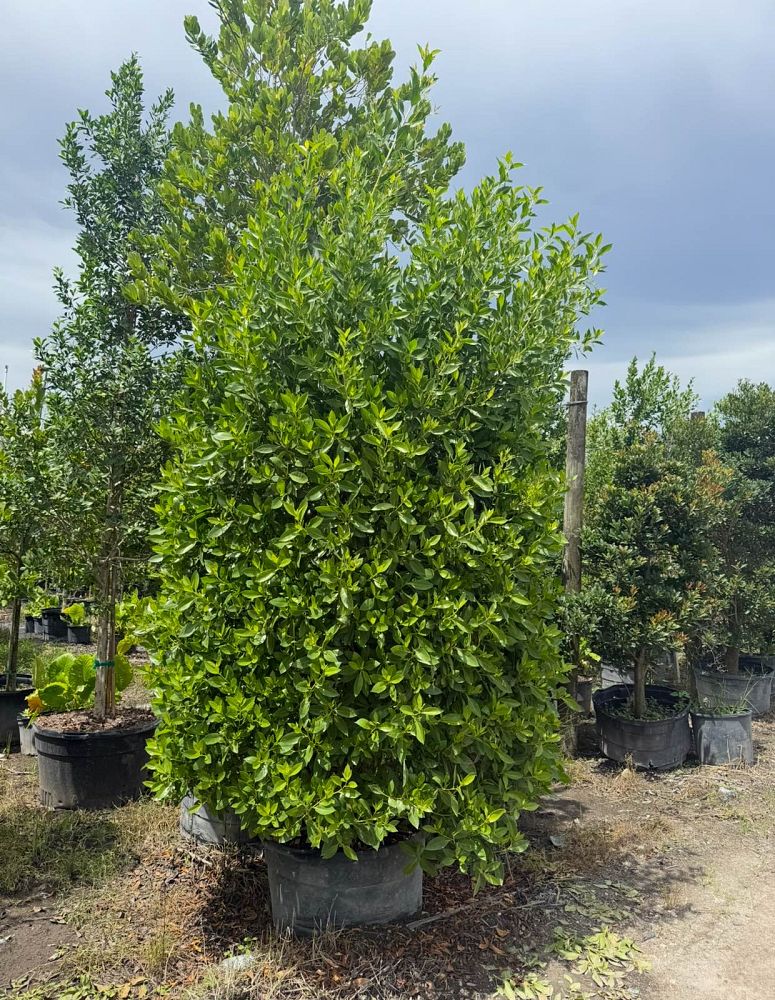 conocarpus-erectus-green-buttonwood