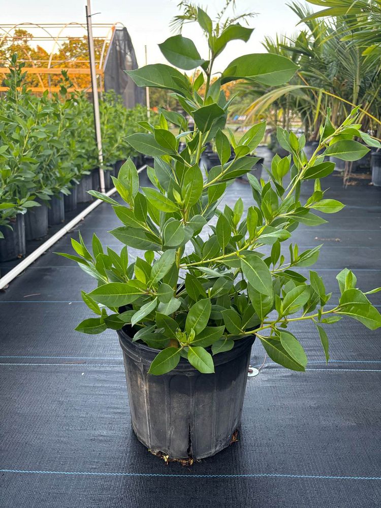conocarpus-erectus-green-buttonwood