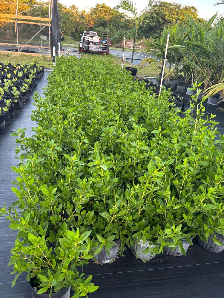 conocarpus-erectus-green-buttonwood