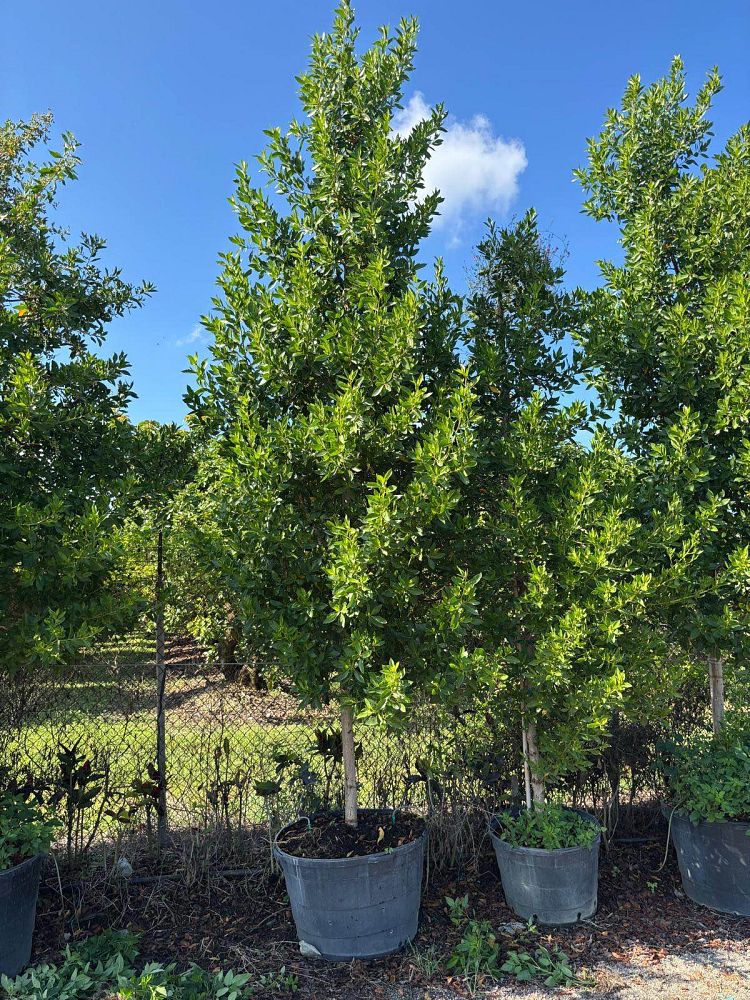 conocarpus-erectus-green-buttonwood