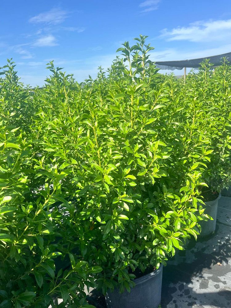 conocarpus-erectus-green-buttonwood