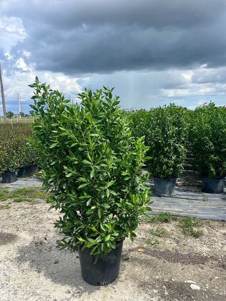 conocarpus-erectus-green-buttonwood