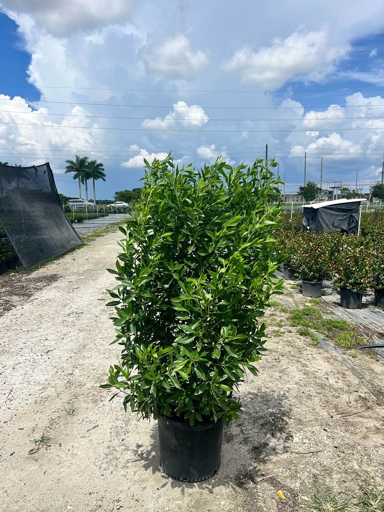 conocarpus-erectus-green-buttonwood