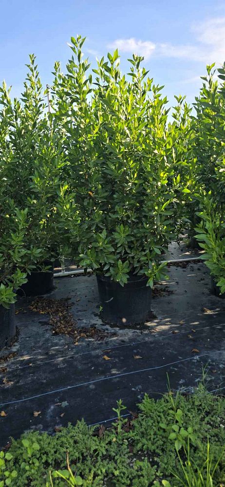 conocarpus-erectus-green-buttonwood