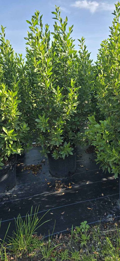conocarpus-erectus-green-buttonwood