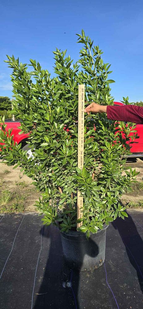 conocarpus-erectus-green-buttonwood