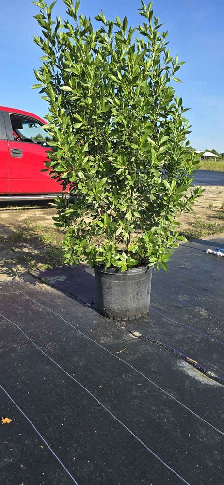 conocarpus-erectus-green-buttonwood