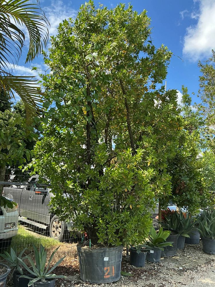 conocarpus-erectus-green-buttonwood