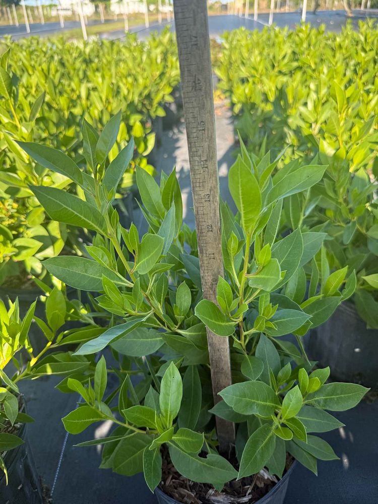 conocarpus-erectus-green-buttonwood