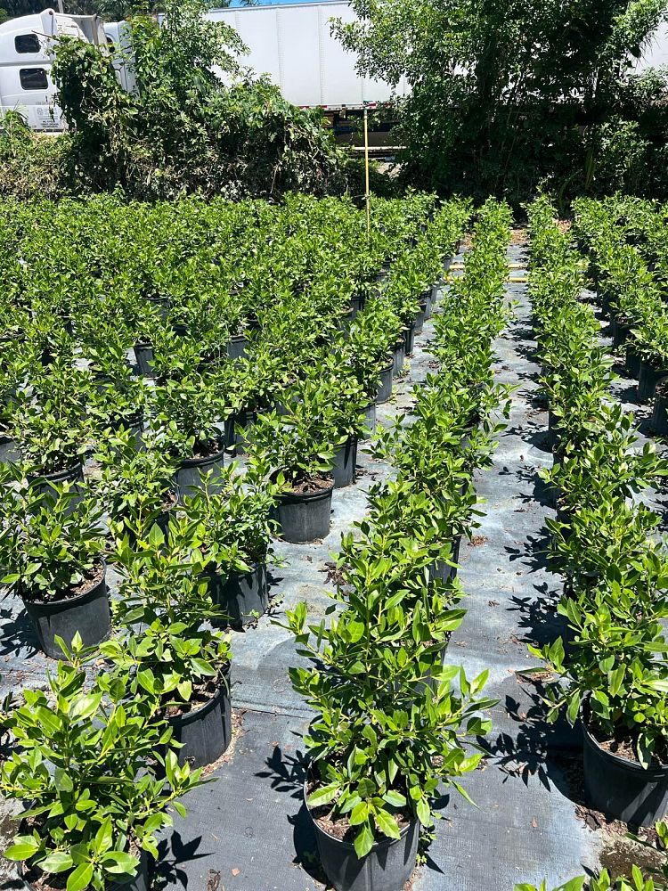 conocarpus-erectus-green-buttonwood