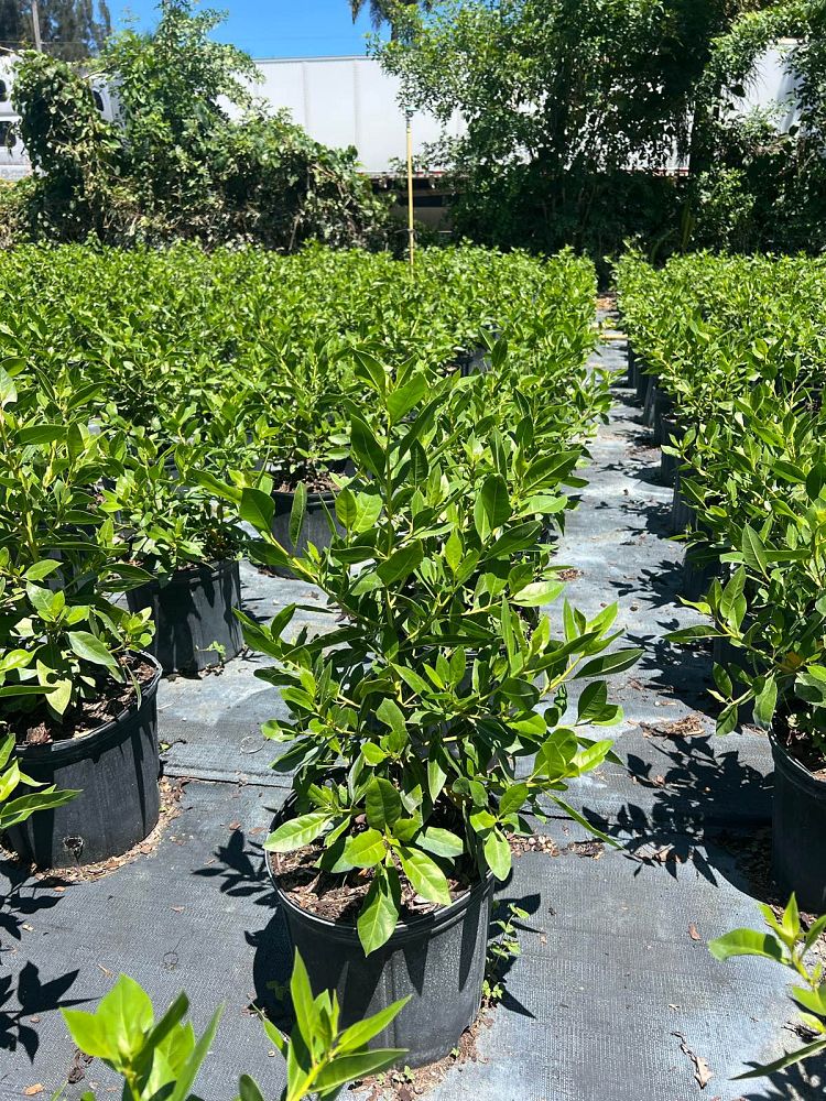 conocarpus-erectus-green-buttonwood