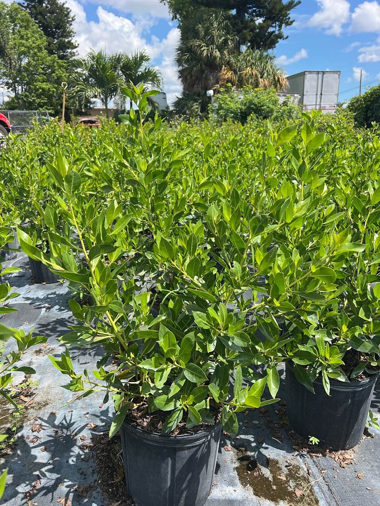 conocarpus-erectus-green-buttonwood
