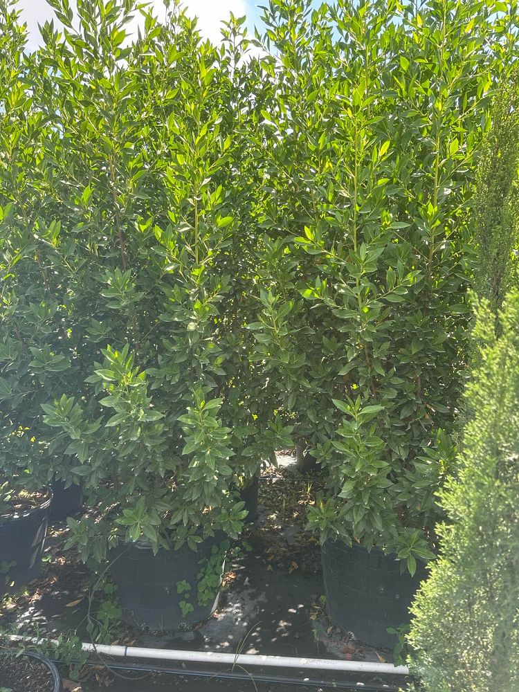 conocarpus-erectus-green-buttonwood