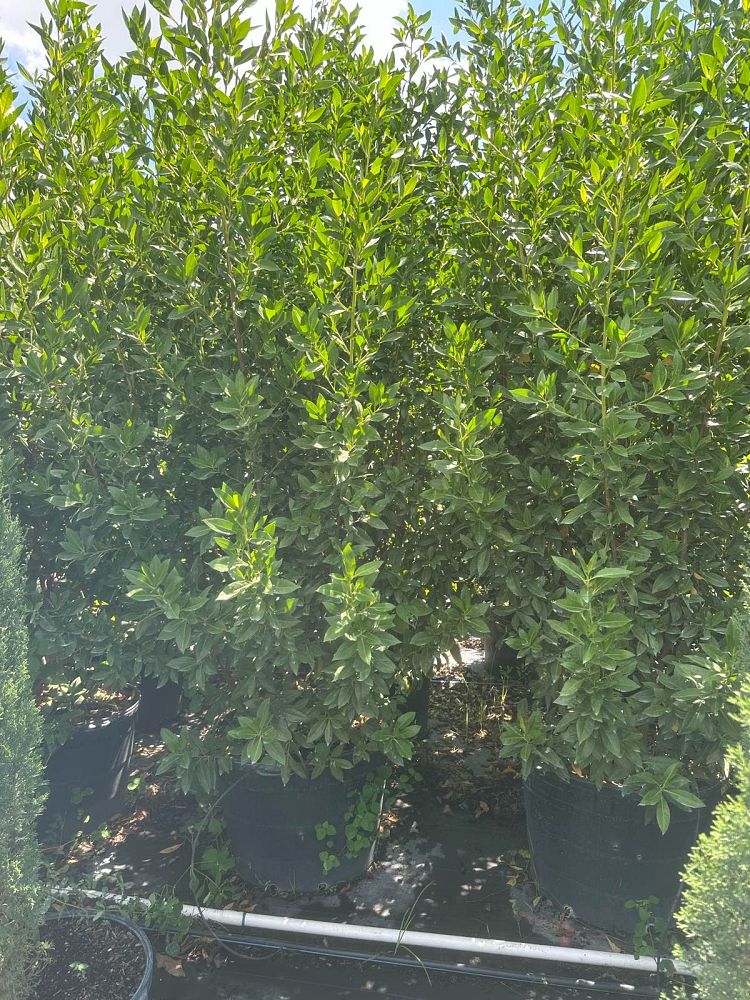 conocarpus-erectus-green-buttonwood