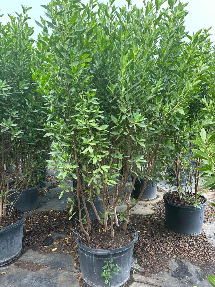 conocarpus-erectus-green-buttonwood