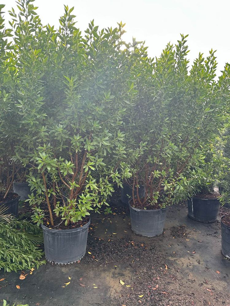 conocarpus-erectus-green-buttonwood