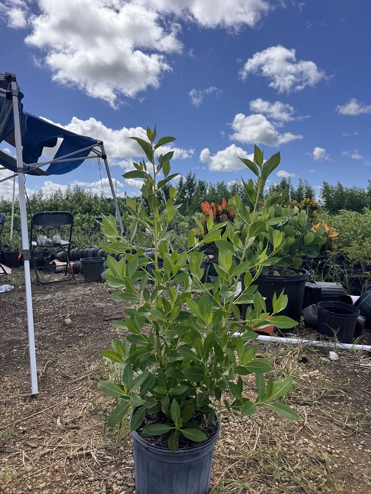 conocarpus-erectus-green-buttonwood